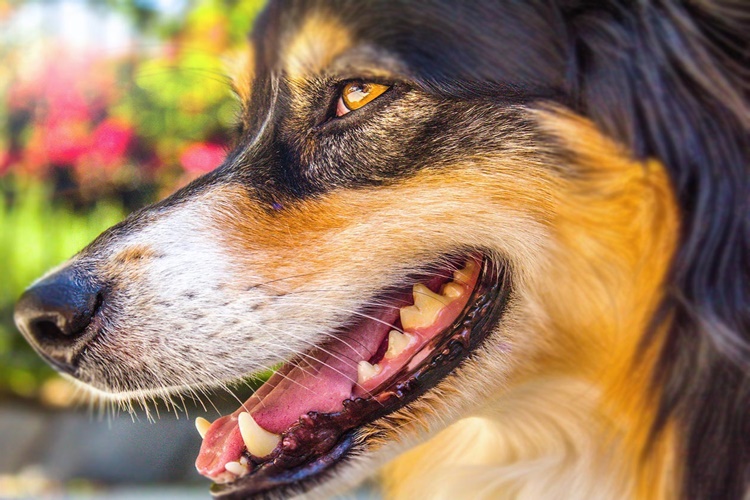 Köpekler Neden İştahsız Olur?