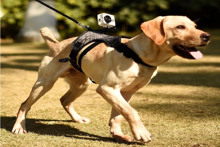 Köpekler Neden Kedileri Sevmez?