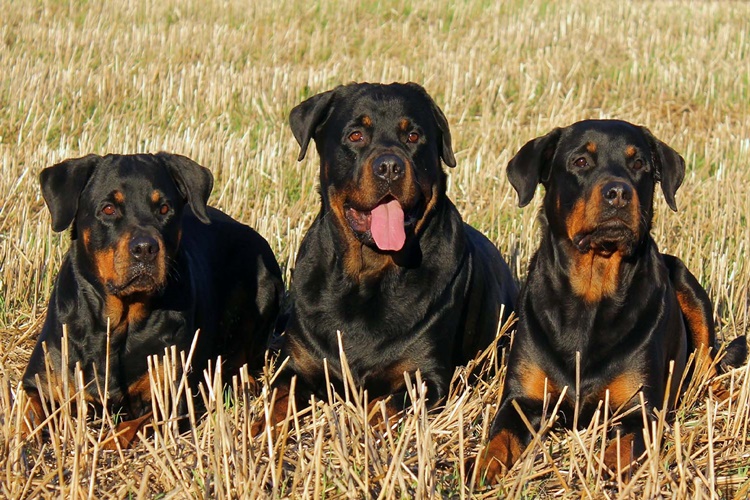 Köpekler Neden Kitlenir?