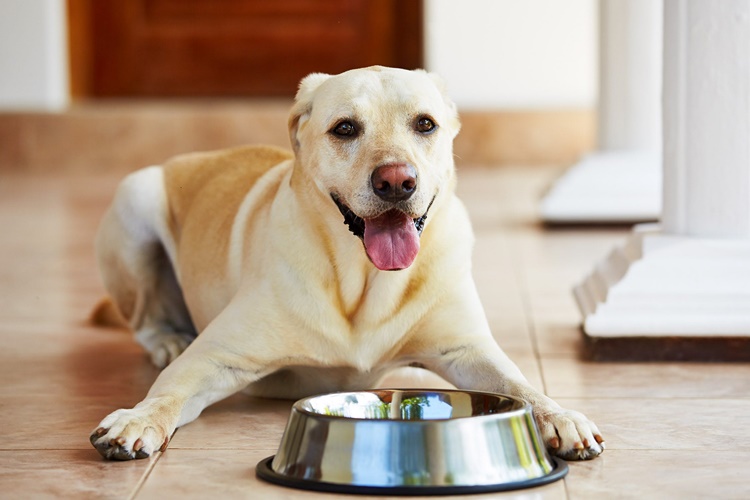 Köpekler Neden Koltuk Altına Girer?