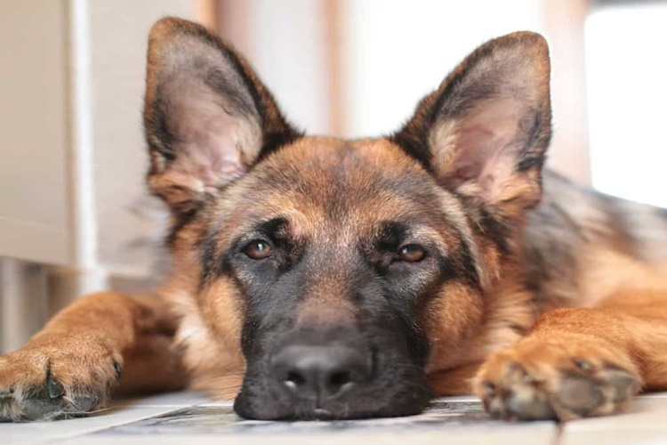 Köpekler Neden Kuru Mama Yemez?