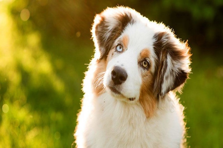 Köpekler Neden Kusar?