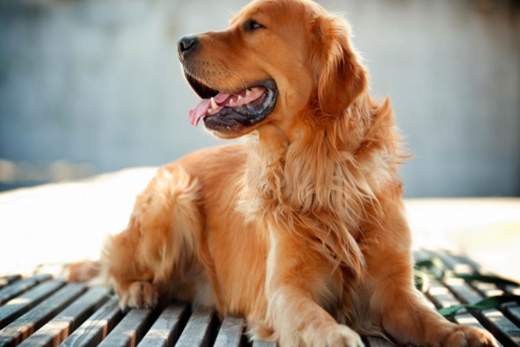 Köpekler Neden Kuyruğunu Isırır?