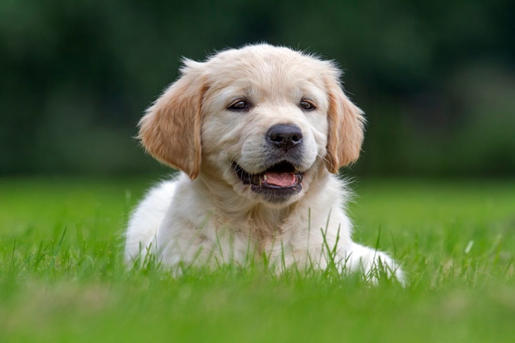 Köpekler Neden Kuyruk Sallar?