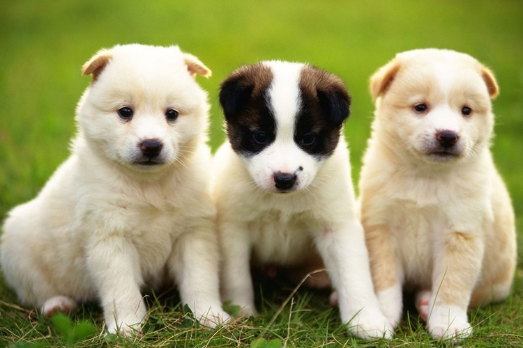 Köpekler Neden Mama Saklar?