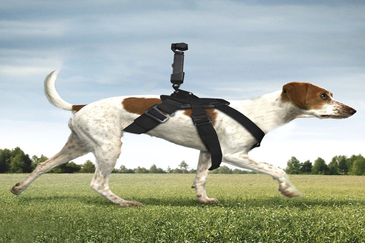 Köpekler Neden Mezar Eşeler?