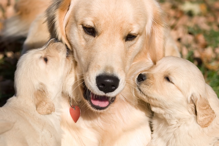 Köpekler Neden Mutsuz Olur?