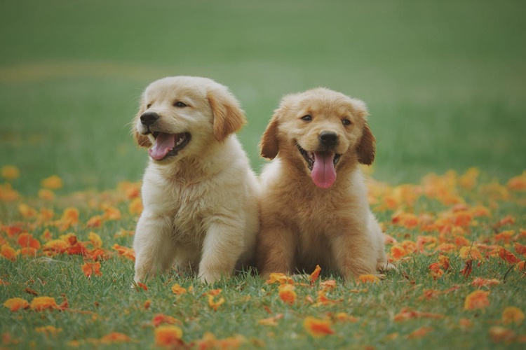 Köpekler Neden Ot Yer?