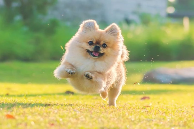 Köpekler Neden Özel Bölgeleri Koklar?