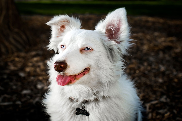 Köpekler Neden Paça Isırır?