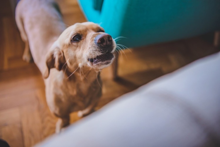 Köpekler Neden Patilerini Isırır?