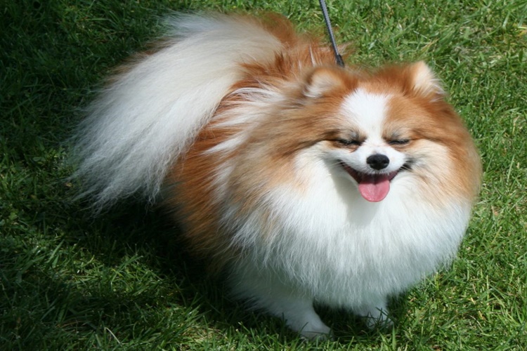 Köpekler Neden Patileriyle Yüzünü Kapatır?