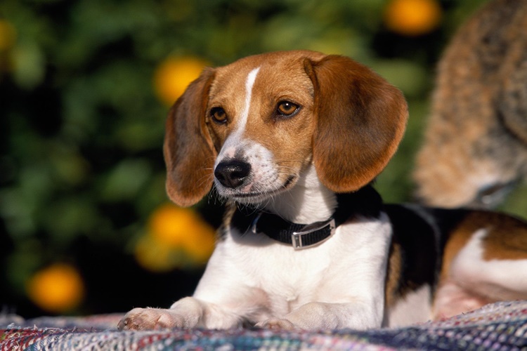 Köpekler Neden Şeker Yiyemez?