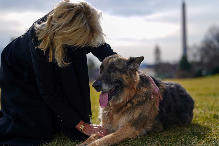Köpekler Neden Silkelenir?