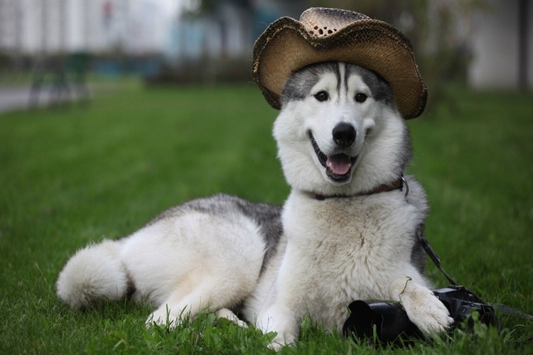 Köpekler Neden Sırt Üstü Yatar?