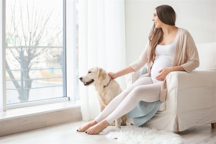 Köpekler Neden Sırt Üstü Yuvarlanır?