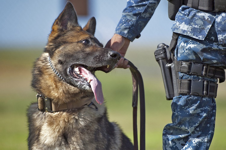 Köpekler Neden Titrer?