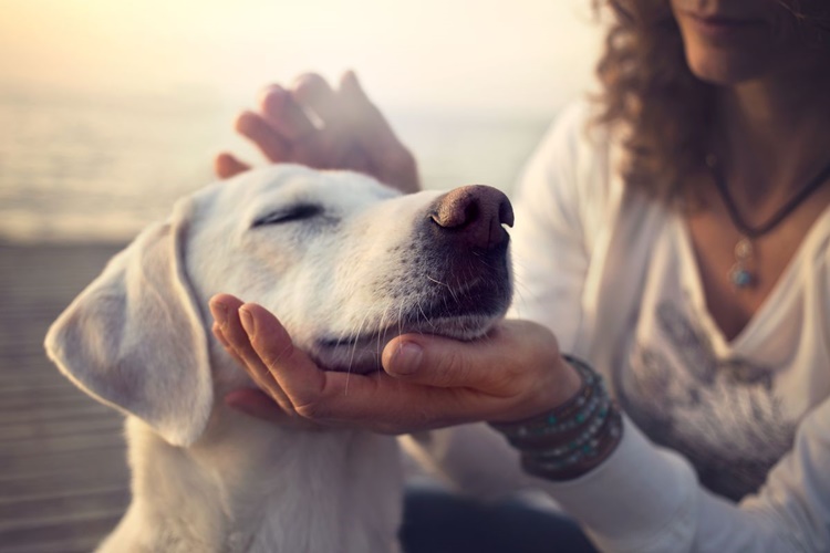 Köpekler Neden Tüy Döker?
