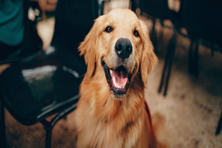 Köpekler Neden Yalar?
