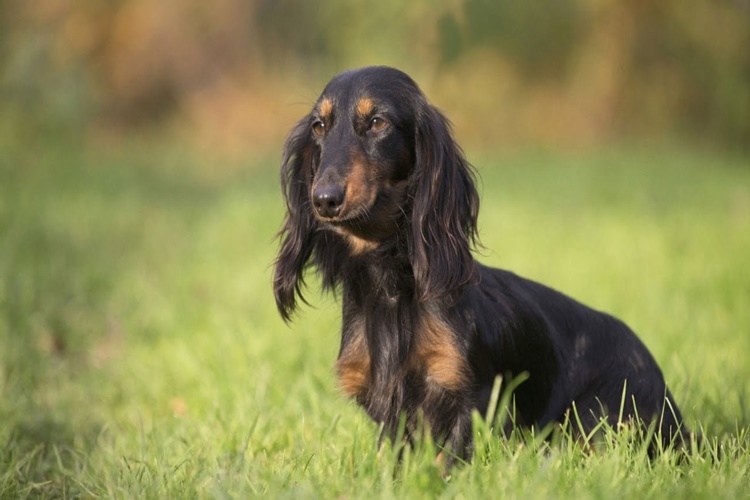 Köpekler Neden Zil Çalınca Havlar?