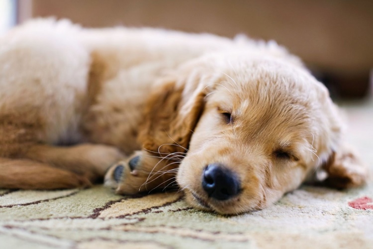 Köpekler Nefes Alırken Neden Titrer?