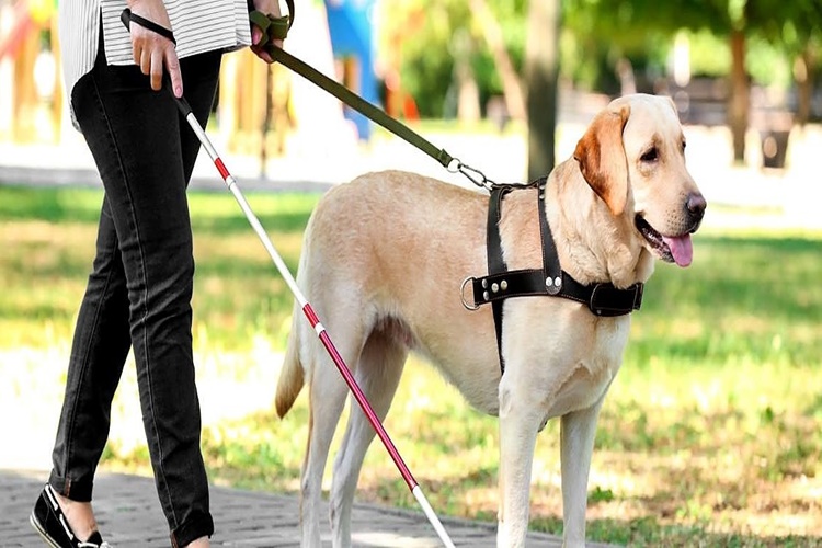 Köpekler Olmasaydı Ne Olurdu?