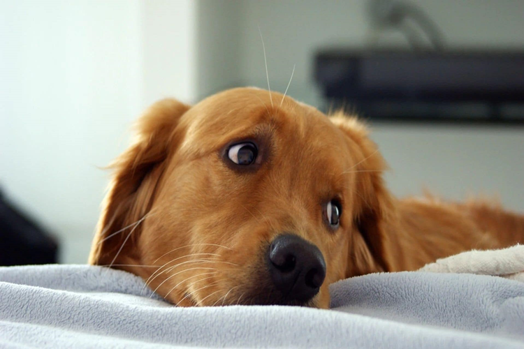 Köpekler Regl Döneminde Ağrı Çeker Mi?