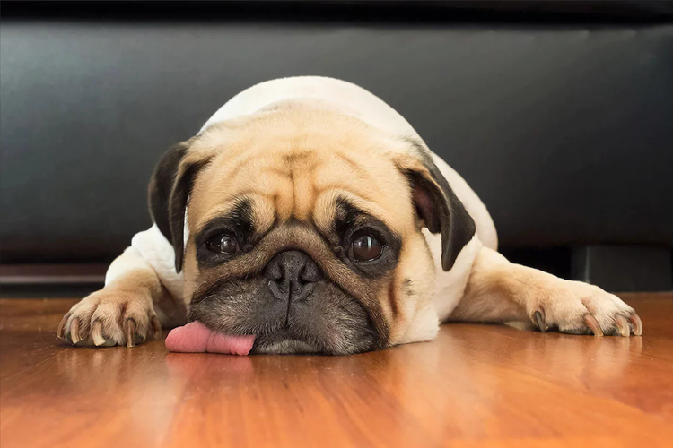 Köpekler Regl Döneminde Çiftleşir Mi?