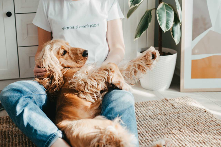 Köpekler Regl Döneminde Hamile Kalır Mı?