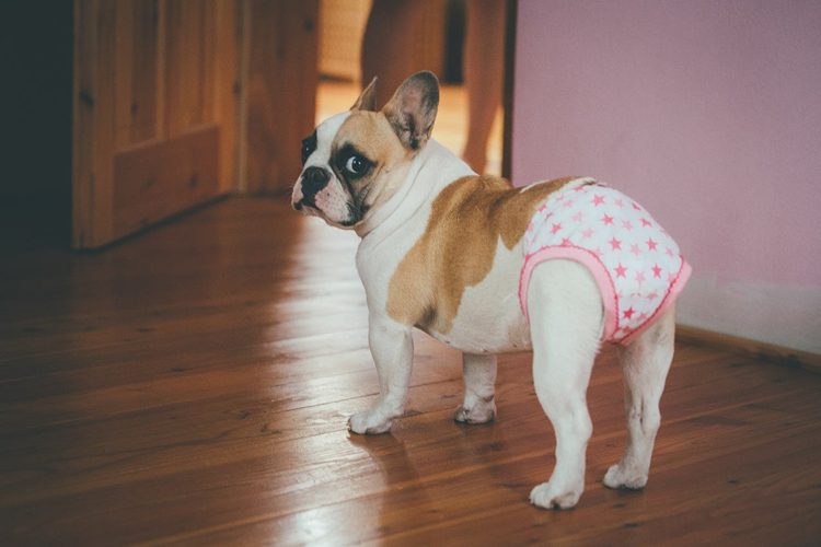 Köpekler Regl Döneminde İshal Olur Mu?