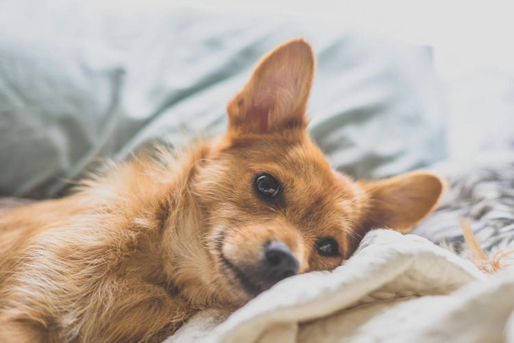 Köpekler Regl Döneminde Kısırlaştırılır Mı?
