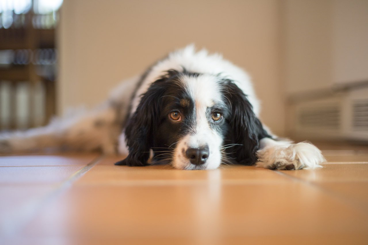 Köpekler Regl Döneminde Kusar Mı?