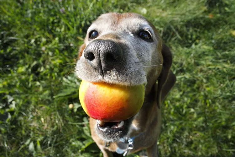 Köpekler Şeftali Yerse Ne Olur?