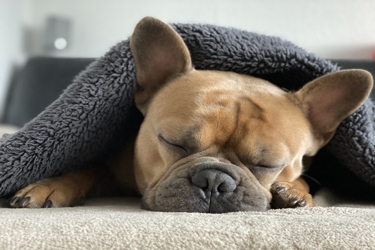 Köpekler Uyurken Neden Titrer?
