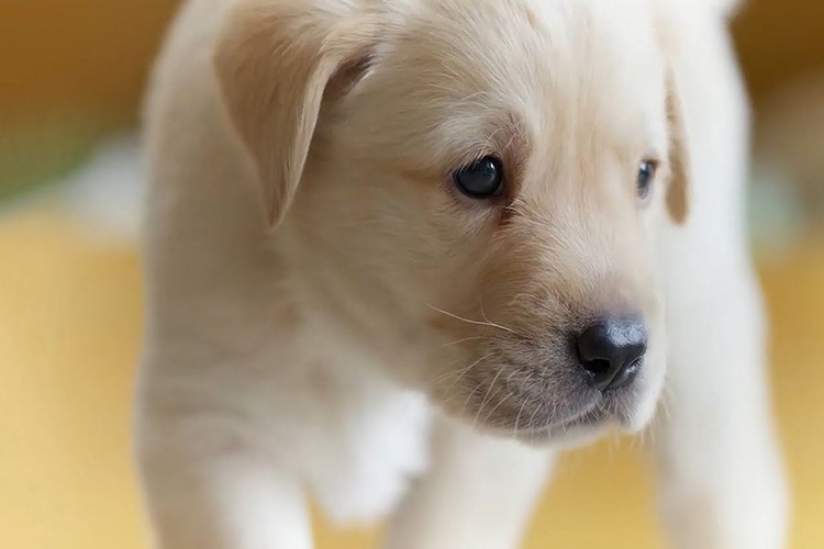 Köpekler Yıkanır Mı?