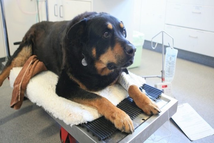 Köpeklerde Anemi Nedir?