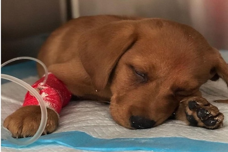 Köpeklerde Anemi Tedavisi Nedir?