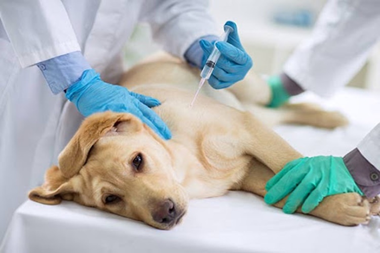 Köpeklerde Anemi Tedavisi Nedir?
