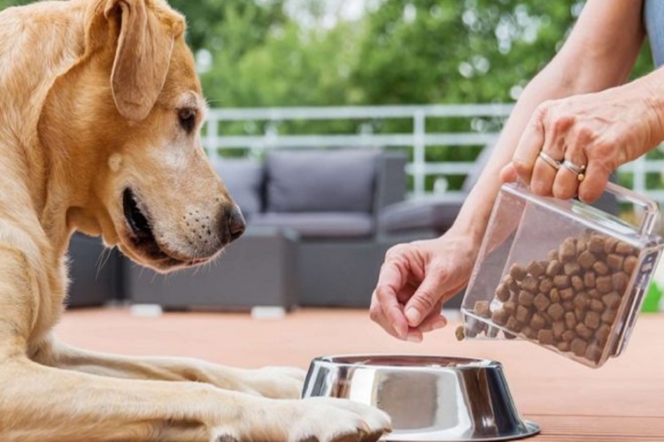 Köpeklerde Beslenme Hastalıkları Belirtileri Nelerdir?