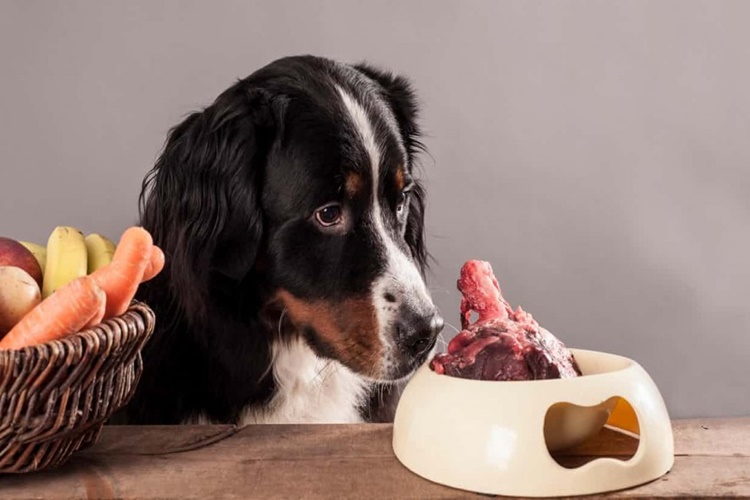 Köpeklerde Beslenmede Önerilen Mamalar Nelerdir?
