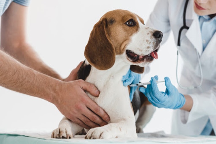 Köpeklerde Bordetella Aşısı Nedir?