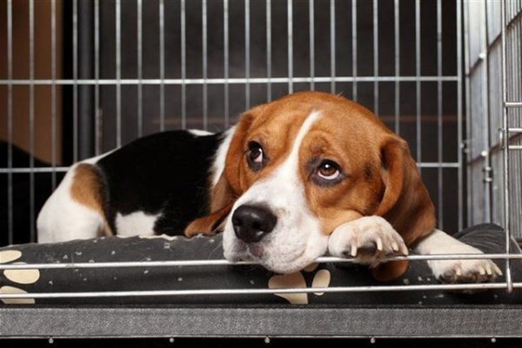 Köpeklerde Bordetella Nedir?