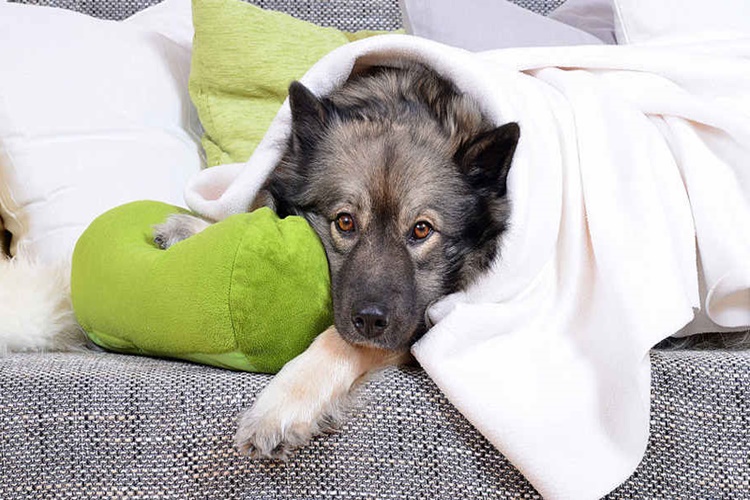 Köpeklerde Bronşit Aşısı Nasıl Yapılır?