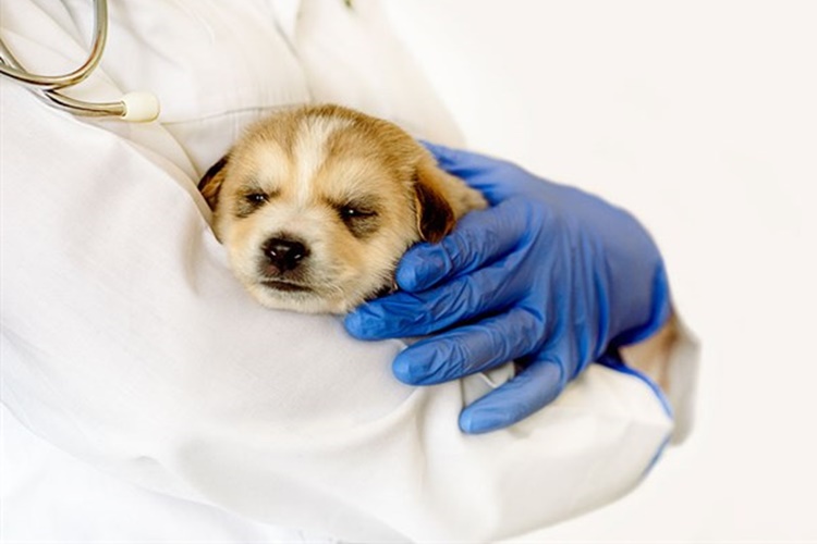 Köpeklerde Bronşit Aşısı Yan Etkileri Nelerdir?