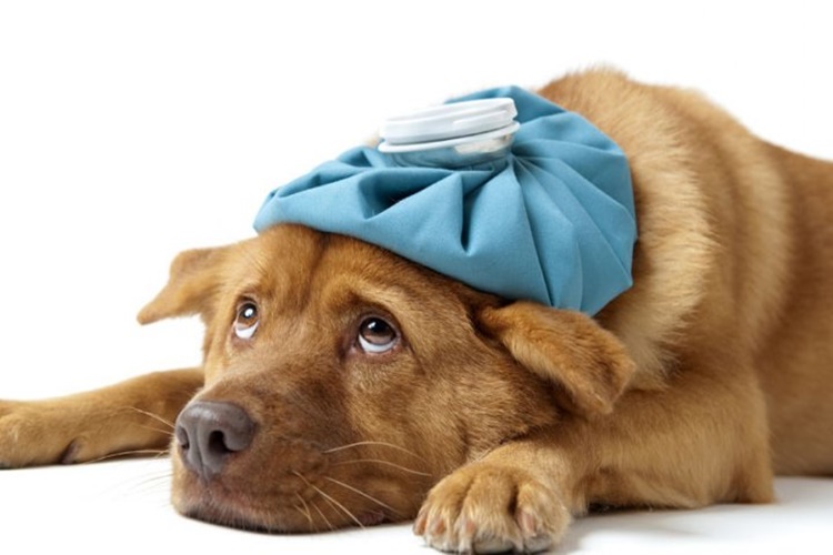 Köpeklerde Bronşit Belirtileri Nelerdir?