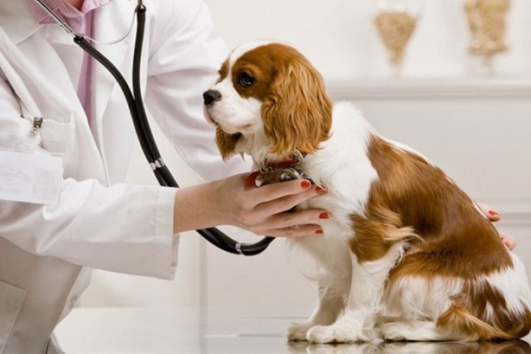 Köpeklerde Bronşit Nasıl Geçer?