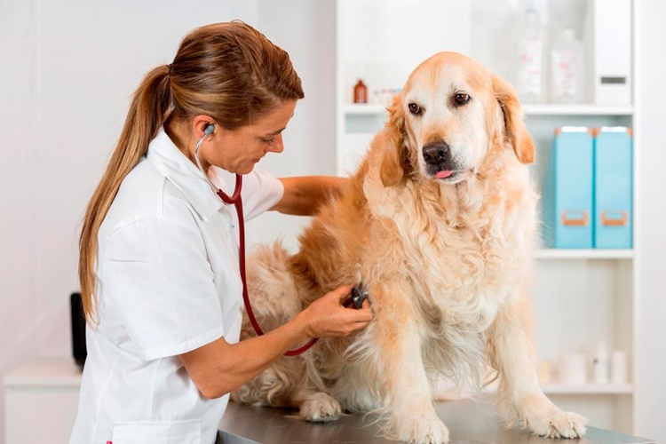 Köpeklerde Bronşite Ne İyi Gelir?