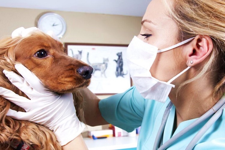 Köpeklerde Burunda Şişlik Neden Olur?