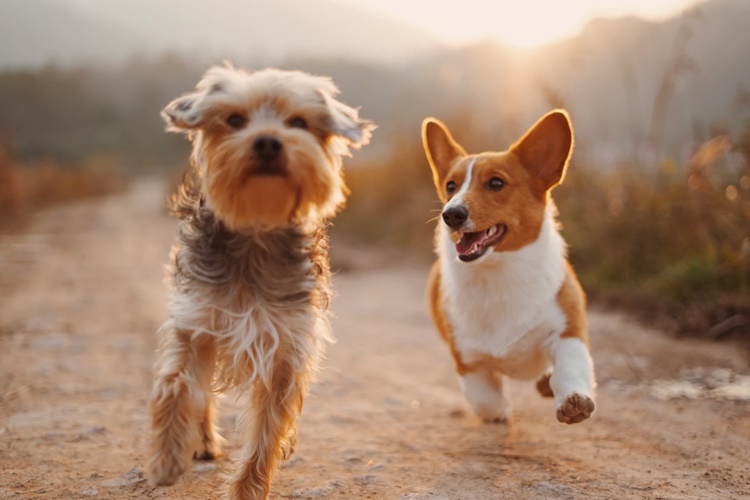 Köpeklerde Çiftleşme Belirtileri Nelerdir?