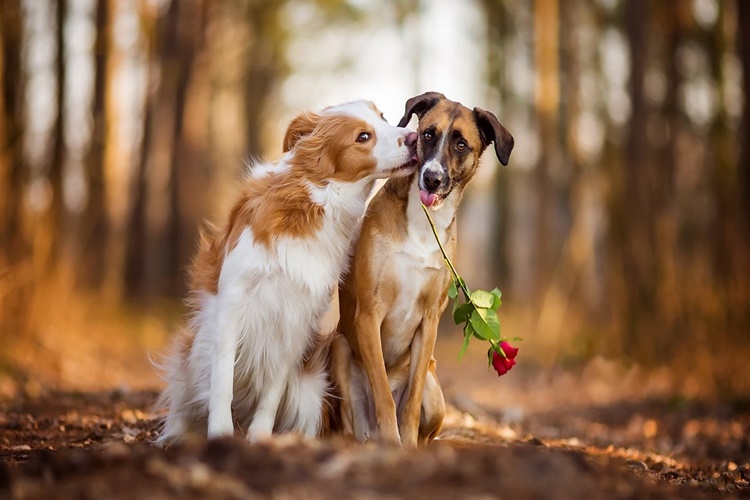 Köpeklerde Çiftleşme Dönemi Ne Zamandır?